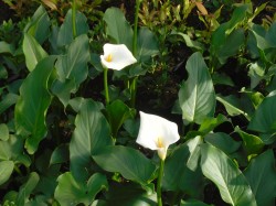White Arum Lilly from Dunwiley Nurseries, Stranorlar, Co. Donegal.