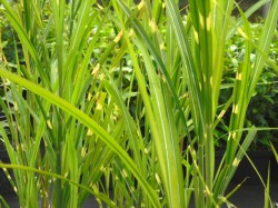 Miscanthus sinensis 'Zebrinus' (Zebra Grass) Grass available from Dunwiley Nurseries, Co. Donegal, Ireland