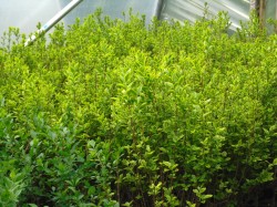 Green & Gold Privet hedging available from Dunwiley Nurseries, Stranorlar, Donegal.